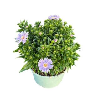 Aster (Novi-belgii Grp) Henri I Pur Henry Blue
(6 Plants/Order)(17cmP 40cmH)