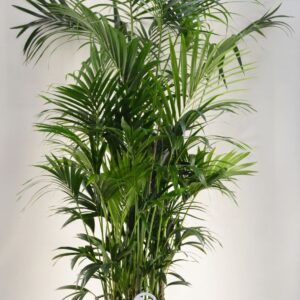 Howea forsteriana KENTIA P44 H210 20PP Air So Pure
(1 Plants/Order)(44cmP 210cmH)