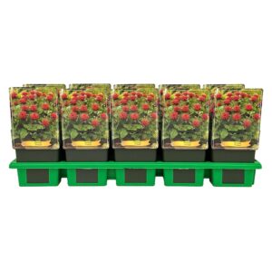 Monarda didyma Fireball' P11
(10 Plants/Order)(11cmP 25cmH)