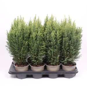 Chamaecyparis Snow Whit lawsoniana
(8 Plants/Order)(13cmP 35cmH)