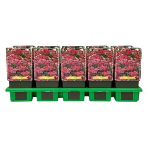 Achillea millefolium 'Milly Rock Rose' P11
(10 Plants/Order)(11cmP 25cmH)