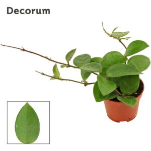 Hoya 6 cm CV Chouke
(20 Plants/Order)(6cmP 7cmH)
