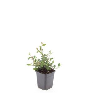 Cotoneaster dammeri
(12 Plants/Order)(9cmP 15cmH)