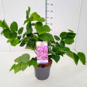 Cercis Avondale Cercis chinensis 'Avondale' 50-60C5
(1 Plants/Order)(23cmP 600cmH)