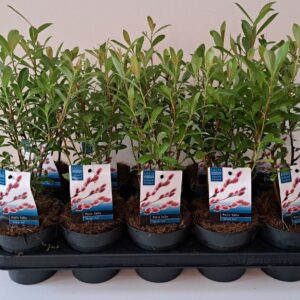 Salix gracilistyla Mt. Aso Mount bush p12
(10 Plants/Order)(12cmP 30cmH)