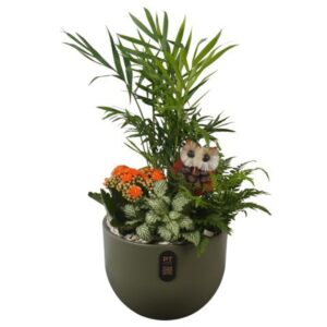 Indoor plants PTHI3233 Arrangement Autumn Indoor in Ceramics Pot
(3 Plants/Order)(19cmP 45cmH)
