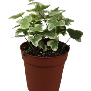 Hedera White Wonder helix
(18 Plants/Order)(9cmP 5cmH)