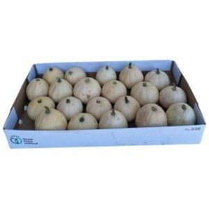Cucurbita other Buffy
(25 Plants/Order)(cmP cmH)