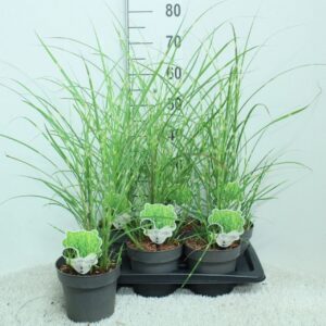 Miscanthus sinensis Zebrinus
(6 Plants/Order)(17cmP 75cmH)