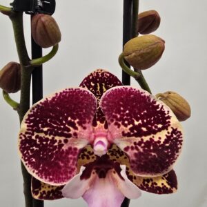 Phalaenopsis other Limited 32 Week 21
(10 Plants/Order)(12cmP 65cmH)