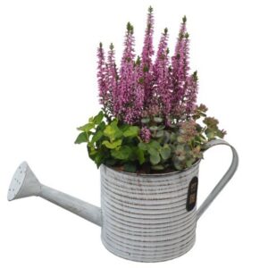 Arrangementen PTHO7590 Arrangement Autumn Outdoor in metalen gieter
(4 Plants/Order)(34cmP 33cmH)