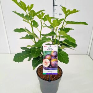 Ficus carica Ficus carica 'Red July' 40-50C5
(1 Plants/Order)(23cmP 60cmH)