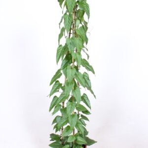 Cissus nodosa
(1 Plants/Order)(27cmP 150cmH)