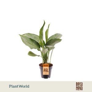 Aglaonema other Silverado
(7 Plants/Order)(14cmP 45cmH)