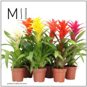 Guzmania Happy 12cm Mimesis
(10 Plants/Order)(12cmP 45cmH)