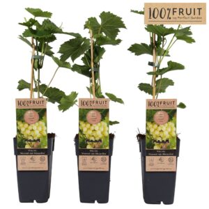Vitis Muscat of Alexandria
(10 Plants/Order)(15cmP 65cmH)