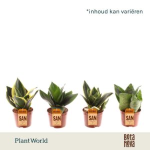 Sansevieria Hahnii Dwarf mixed
(12 Plants/Order)(9cmP 20cmH)
