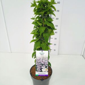Deutzia Deutzia scabra 'Plena' 60-80C5
(1 Plants/Order)(23cmP 80cmH)