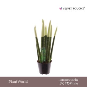 Sansevieria Cylindrica VELVET TOUCHZ® Pastel green
(12 Plants/Order)(8.5cmP 30cmH)