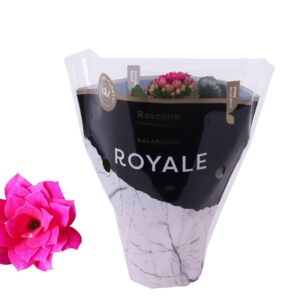 Kalanchoe blossfeldiana Rosalina Do Kalanchoe Rosalina 07cm Royale Victorio purple
(16 Plants/Order)(7cmP 15cmH)