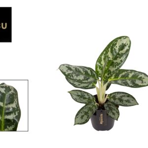 Aglaonema Amazon Silver Aglaonema Amazon Silver (6 Plants/Order)(12cmP 30cmH)