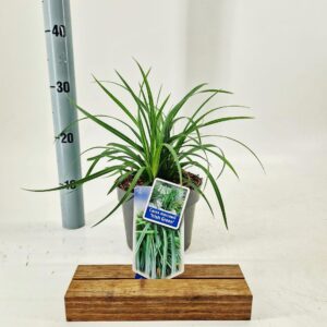 Carex morrowii Irish Green'
(1 Plants/Order)(17cmP 30cmH)