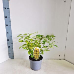 Physocarpus opulifolius Darts Gol
(1 Plants/Order)(17cmP 35cmH)