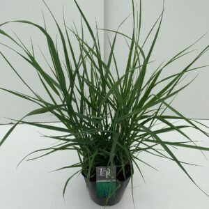 Panicum virgatum Prairy Sky'
(1 Plants/Order)(23cmP 70cmH)