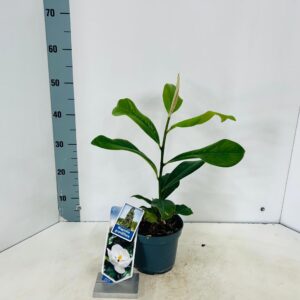 Magnolia grandiflora
(1 Plants/Order)(17cmP 45cmH)