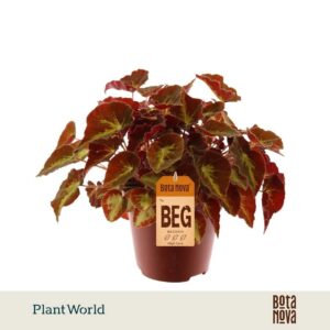 Begonia Magic Colours Montuno rex
(8 Plants/Order)(12cmP 25cmH)