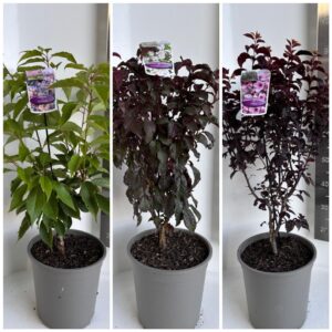 Prunus bladverliezend cerasifera mix (minimum order one layer)
(1 Plants/Order)(29cmP 85cmH)