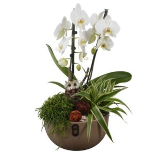 Indoor plants PTHI3253 Arrangement Autumn Indoor in Ceramics schaal
(1 Plants/Order)(26cmP 59cmH)