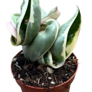 Hoya Compacta Variegata
(20 Plants/Order)(6cmP 8cmH)