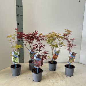 Acer palmatum mix P10,5 (minimale order one layer)
(12 Plants/Order)(10.5cmP 35cmH)