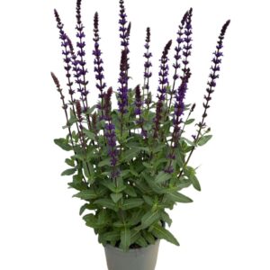 Salvia nemorosa Caradonna'
(1 Plants/Order)(17cmP 60cmH)