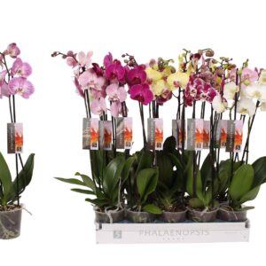 Phalaenopsis Phalaenopsis 6 color mix, 2-spike 14+
(10 Plants/Order)(12cmP 60cmH)