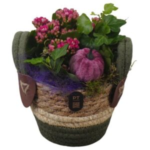 Arrangement kamer PTHI3292 Arrangement Autumn Indoor in rieten mand
(6 Plants/Order)(13cmP 18cmH)