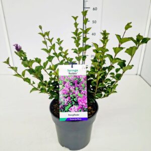 Syringa meyeri Palibin Syringa meyeri 'Palibin' 50-60C5
(1 Plants/Order)(23cmP 70cmH)