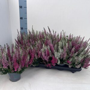 Calluna Beauty Ladies Ametie gemeng Starlight Trio_AMETIES_T10,5
(10 Plants/Order)(10.5cmP 22cmH)