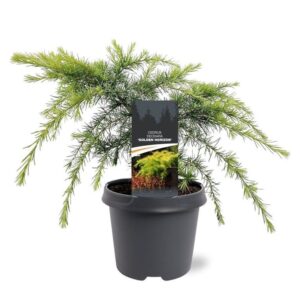 Cedrus deodara Golden Horizon
(1 Plants/Order)(23cmP 50cmH)