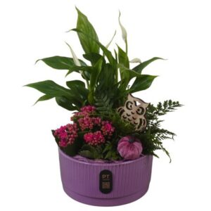 Arrangement kamer PTHI3216 Arrangement Autumn Indoor in Ceramics schaal
(3 Plants/Order)(19cmP 36cmH)