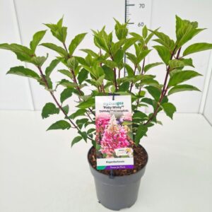 Hydrangea paniculata Hydrangea pan. 'Pinky Winky' 40-50C5
(1 Plants/Order)(22cmP 60cmH)