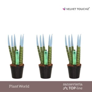 Sansevieria Cylindrica VELVET TOUCHZ® Pastel blue
(20 Plants/Order)(6cmP 18cmH)