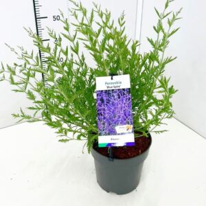 Perovskia Lacey Blue Perovskia 'Blue Spire' 30-40C5
(1 Plants/Order)(23cmP 50cmH)
