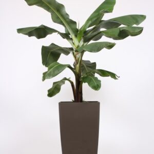 Musa Dwarf Cavendish "in Piza Pot ""taupe"""
(1 Plants/Order)(40cmP 200cmH)