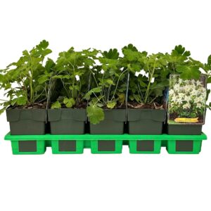 Aquilegia caerulea Spring Magic® White' P11
(10 Plants/Order)(11cmP 25cmH)