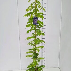 Wisteria other Wisteria ven. 'Grande Diva ® Cecilia' KN150-175C7
(1 Plants/Order)(25cmP 170cmH)