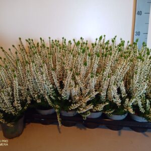 Calluna Beauty-Ladies Ladies white
(18 Plants/Order)(9cmP 12cmH)