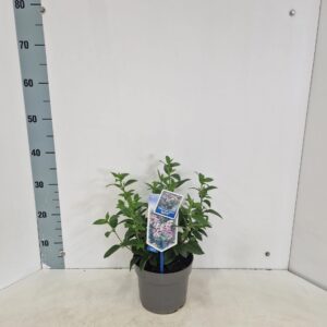 Viburnum Anvi tinus Spirit
(1 Plants/Order)(17cmP 50cmH)