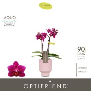 Phalaenopsis Multifloratypes other Optifriend Emma 2 spike in Emilia Pink Aquo
(6 Plants/Order)(7cmP 25cmH)